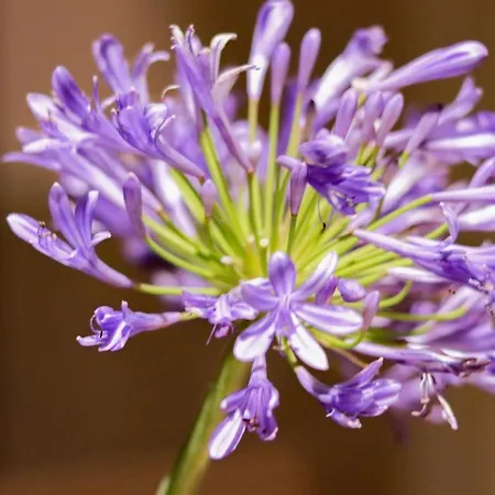 H11 Luxury 9a - Porto - Piscina - Jacuzzi