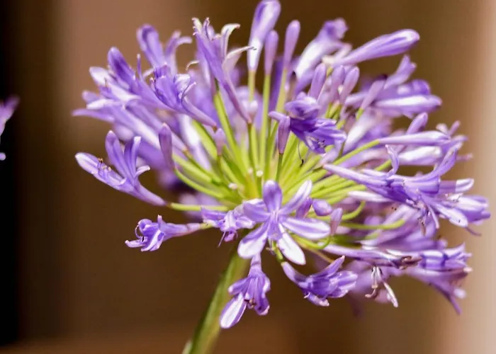 H11 Luxury 9a - Porto - Piscina - Jacuzzi